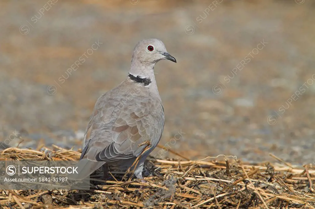 Eurasian Collared Dove Streptopelia decaocto perching on straw