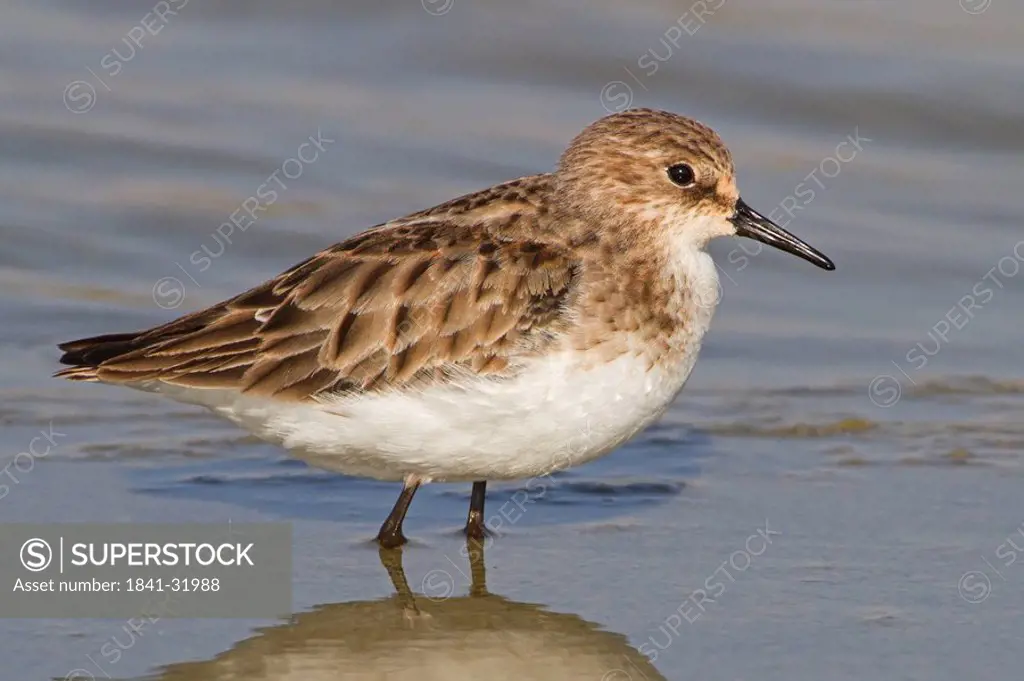 Little Stint Calidris minuta standing in the water, close_up