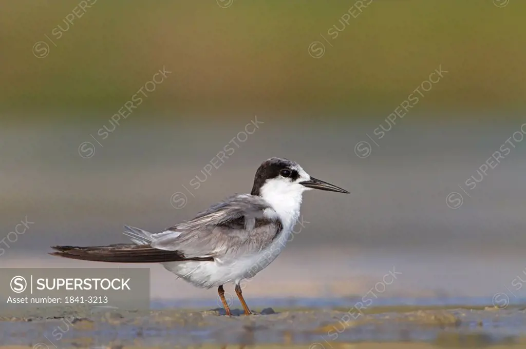 Saunders´s Tern Sterna saundersi standing in mud, side view