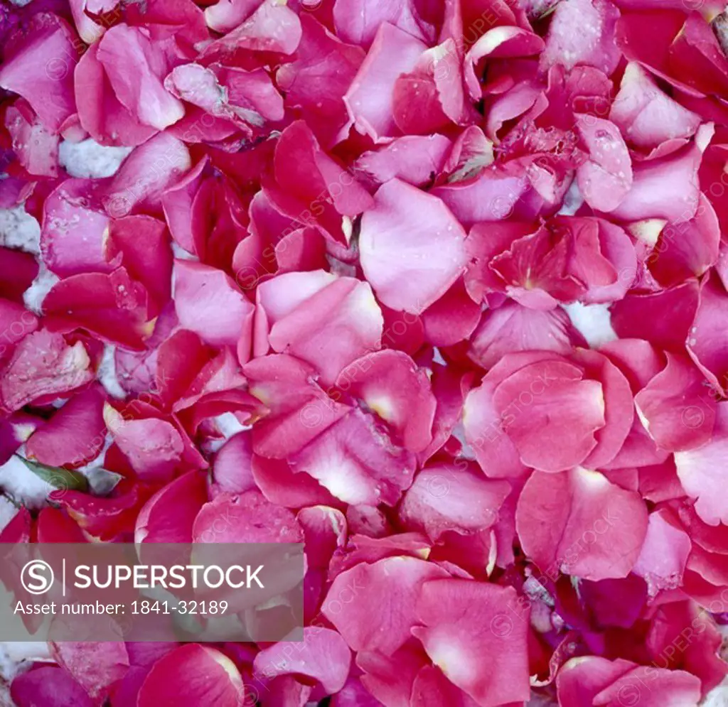 Close_up of rose petals