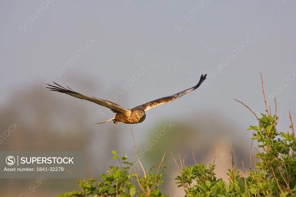 Western Marsh Harrier Circus aeruginosus raptor in flight