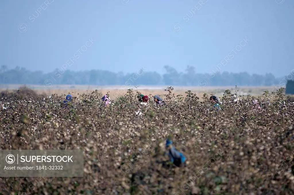Farmers in field, Multan, Punjab, Pakistan