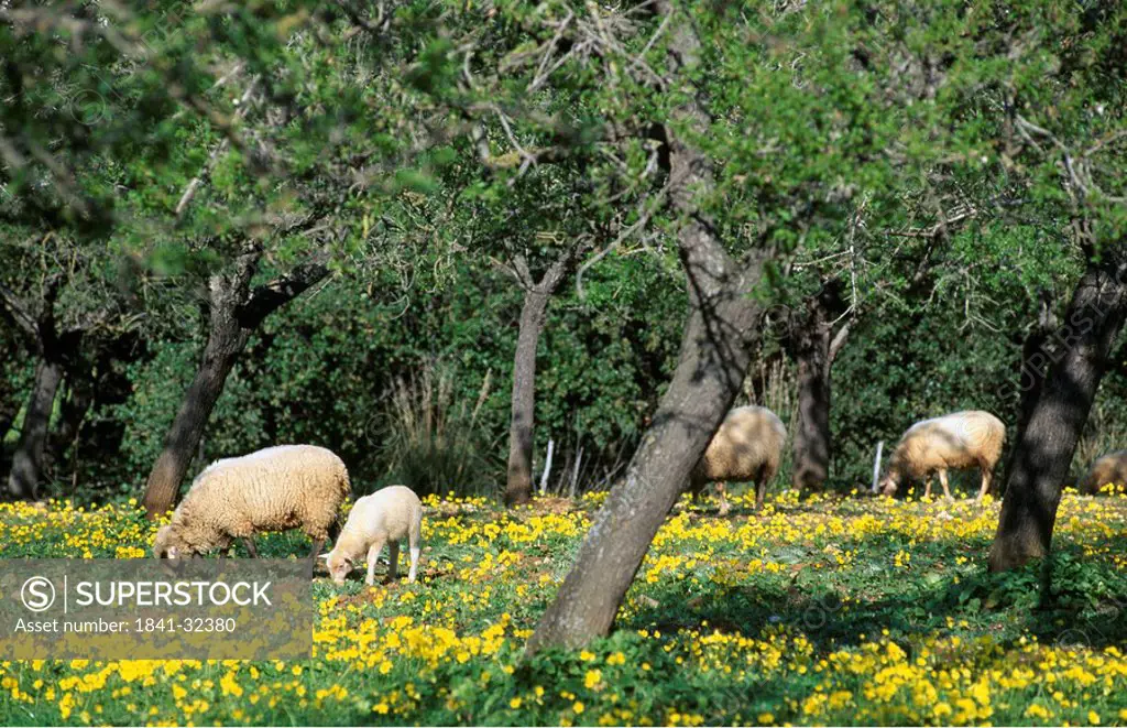 Sheep and lamb grazing in field, Majorca, Balearic Islands, Spain