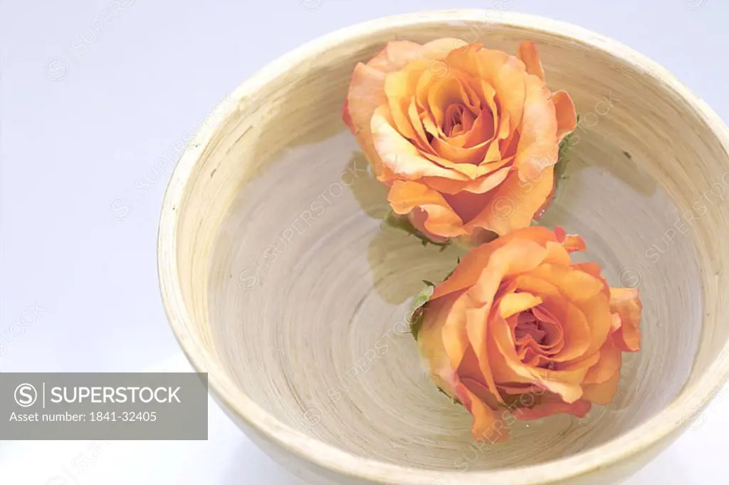 Close_up of two roses in bowl