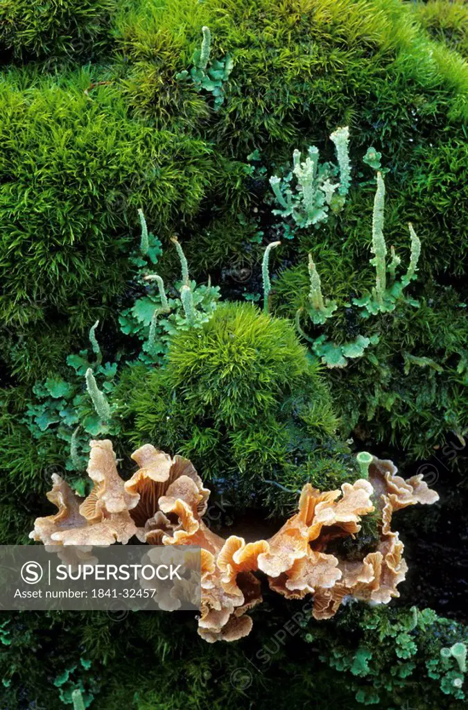 Bleeding oak_Crust Stereum gausapatum mushrooms growing in forest, Schleswig_Holstein, Germany