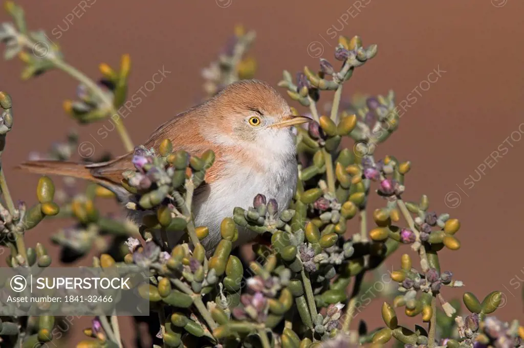 Close_up of Desert Warbler Sylvia Nana perching on bush