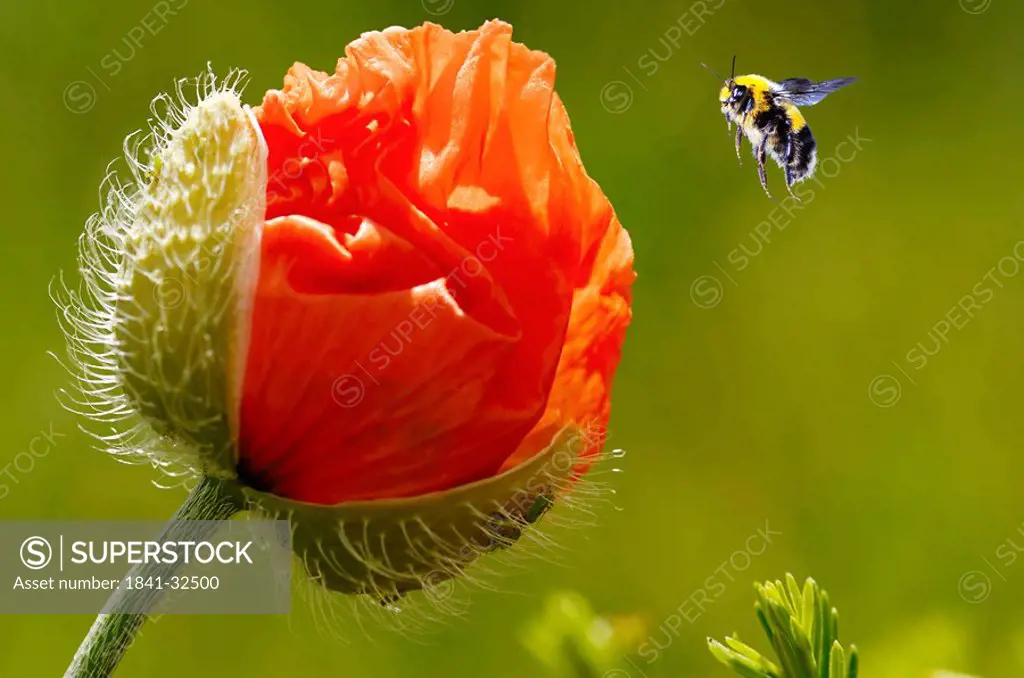 buff_tailed bumblebee Bombus terrestris flying to poppy, close_up