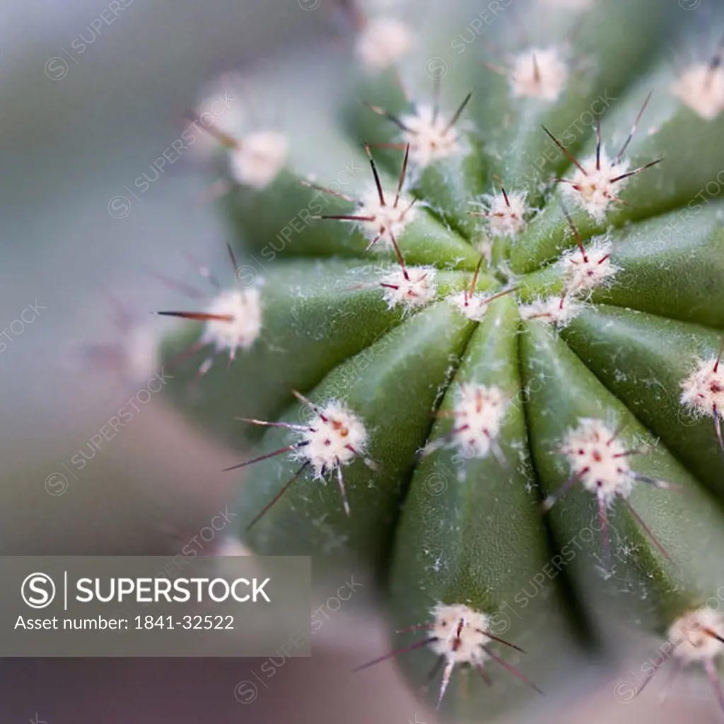 cactus, elevated view