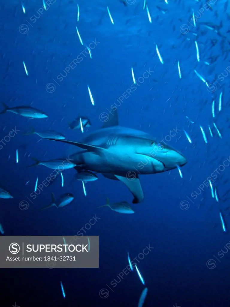 Gray reef shark Carcharhinus amblyrhynchos swimming underwater