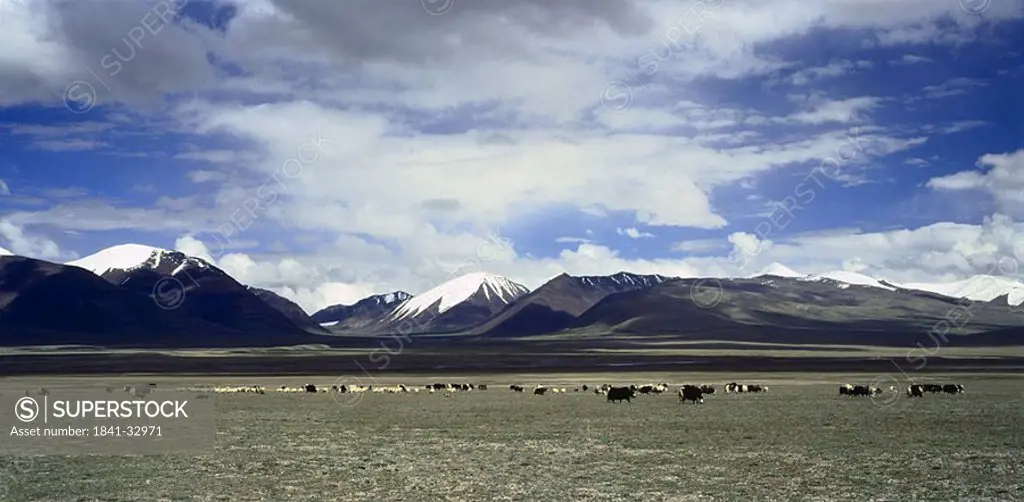 Cattle grazing in field, China