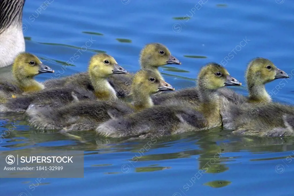 Grey goslings Anser anser swimming in water, Germany