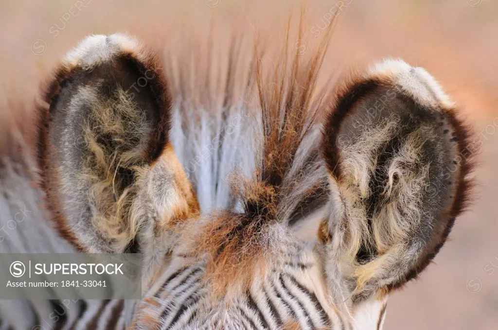 Close_up of ears of Burchell´s zebra Equus quagga quagga