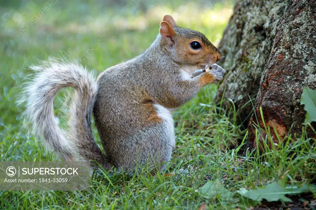 Close_up of Red Squirrel Sciurus Vulgaris in field, Boston, Massachusetts, New England, USA