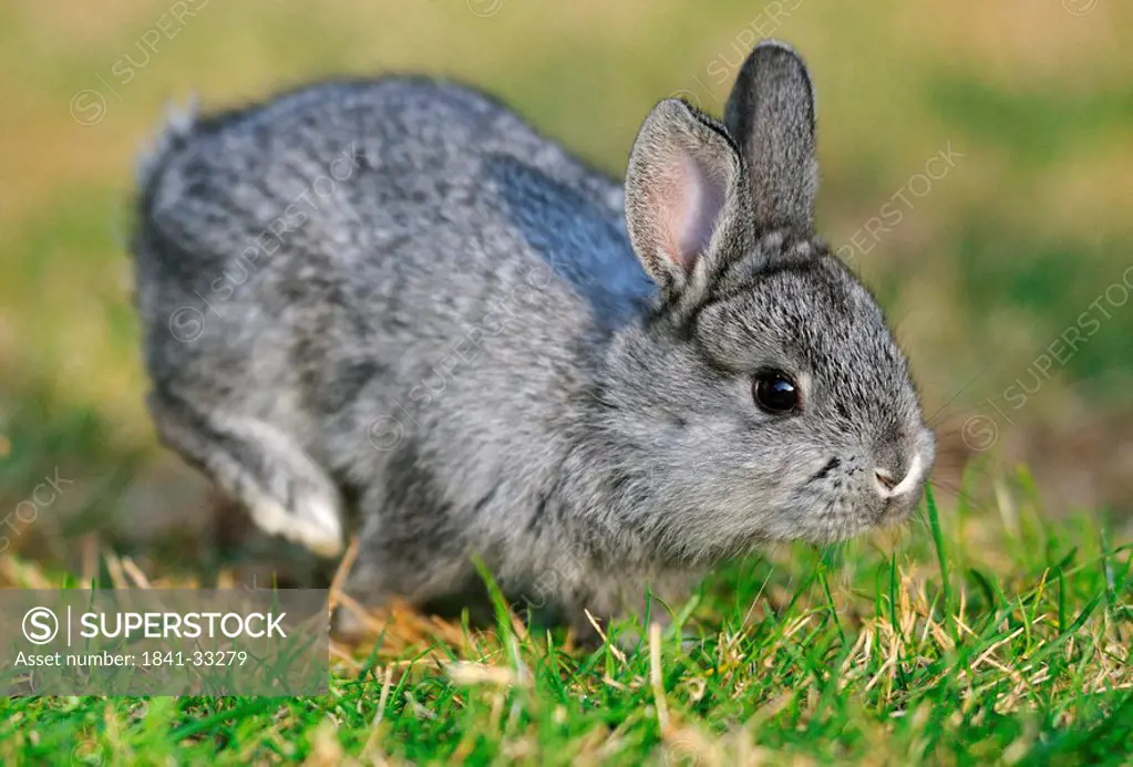 American Chinchilla hopping in the grass