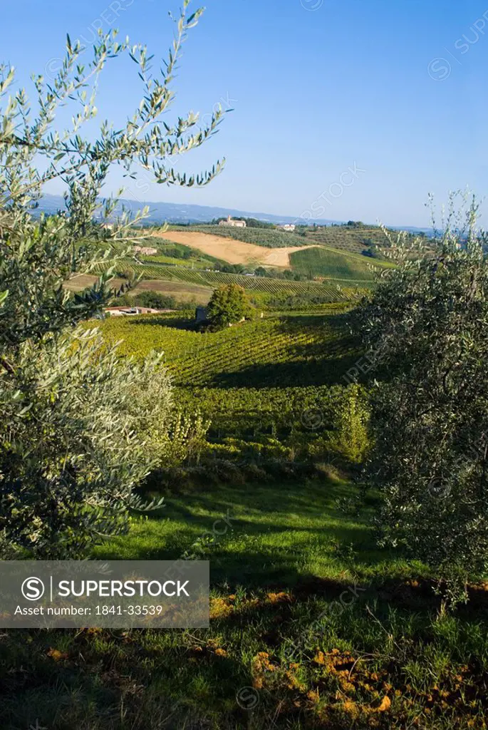 High angle view of vineyard, San Gimignano, Tuscany, Italy