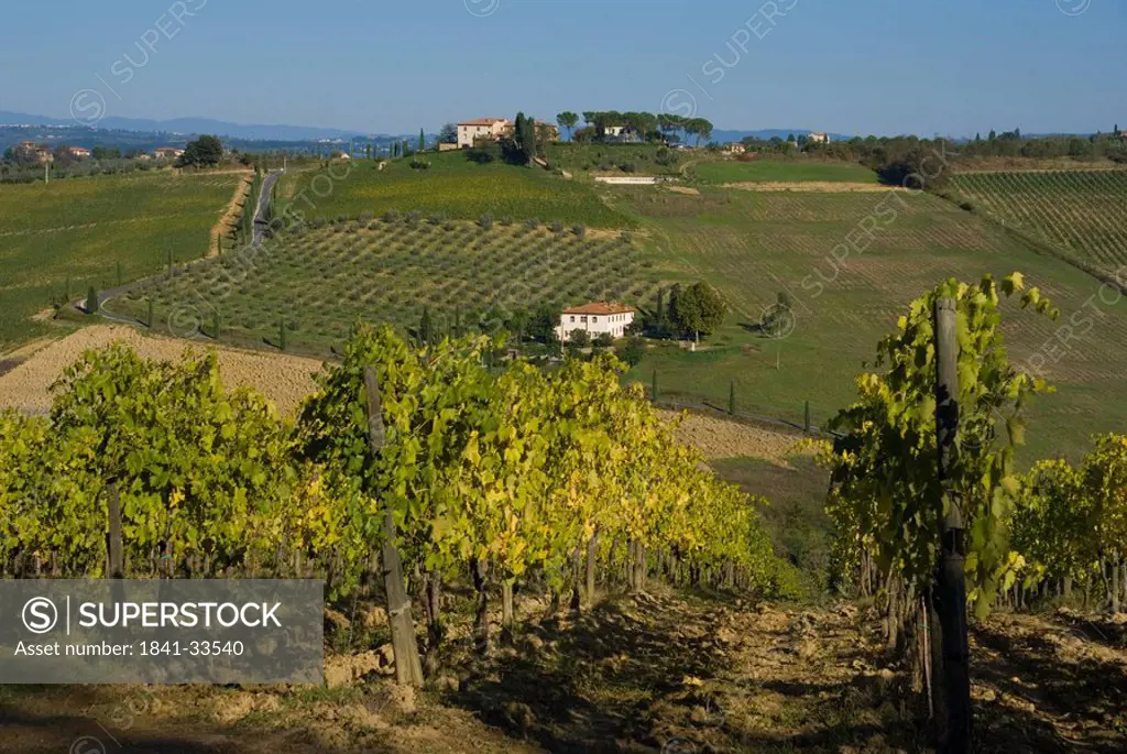 High angle view of vineyard, Montepulciano, Tuscany, Italy