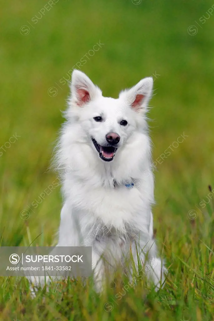 Close_up of dog sitting in field