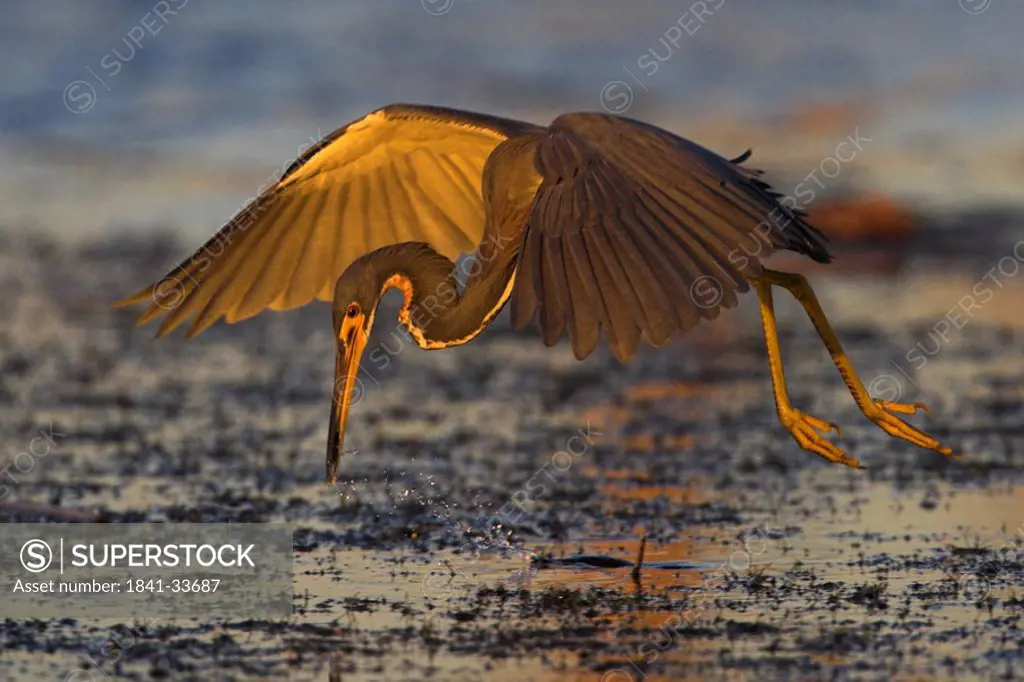 Close_up of Tricolored Heron Egretta tricolor foraging in water while flying