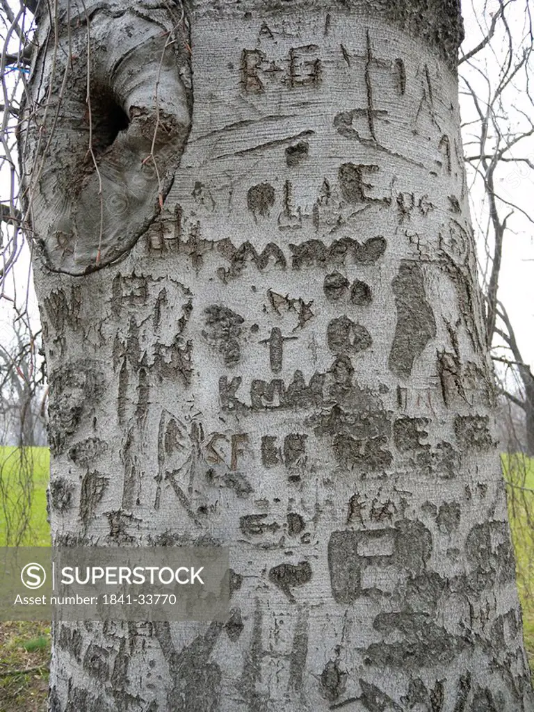 Text carved on tree