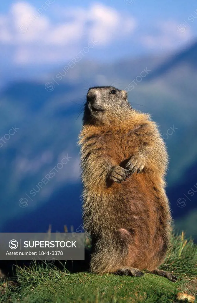 Groundhog Marmota monax standing on mountain