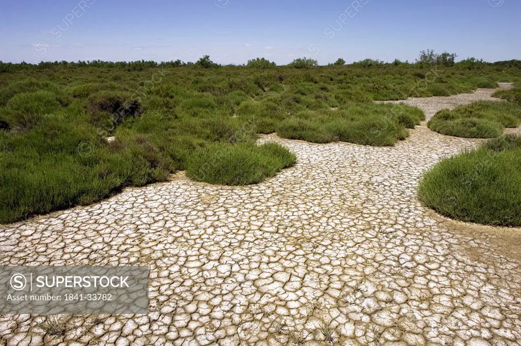 Grass on dried marshland, Bouches_du_Rhone, Provence_Alpes_Cote d´Azur, France