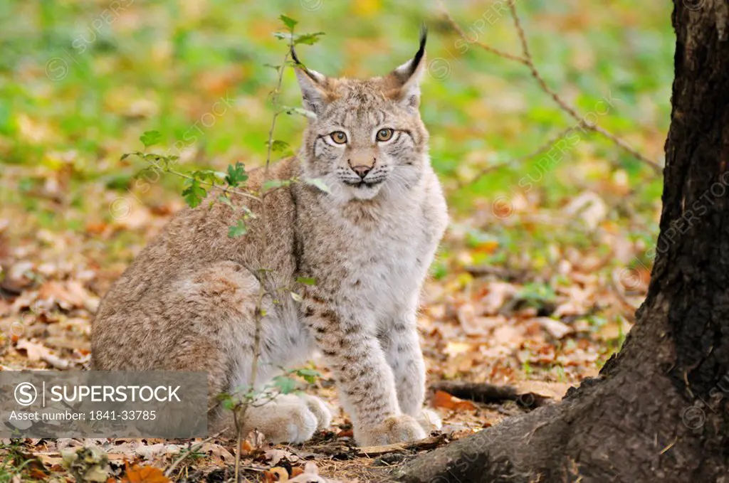 Bobcat Lynx rufus sitting in forest, Bavarian Forest National Park, Bavaria, Germany