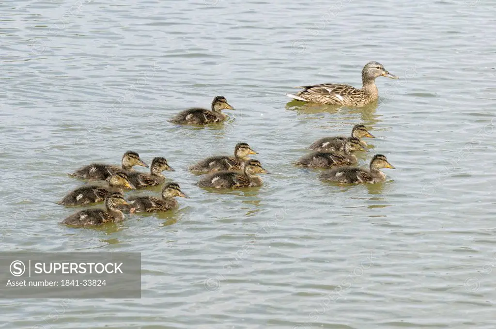 Mallard duck Anas platyrhynchos swimming with chicks