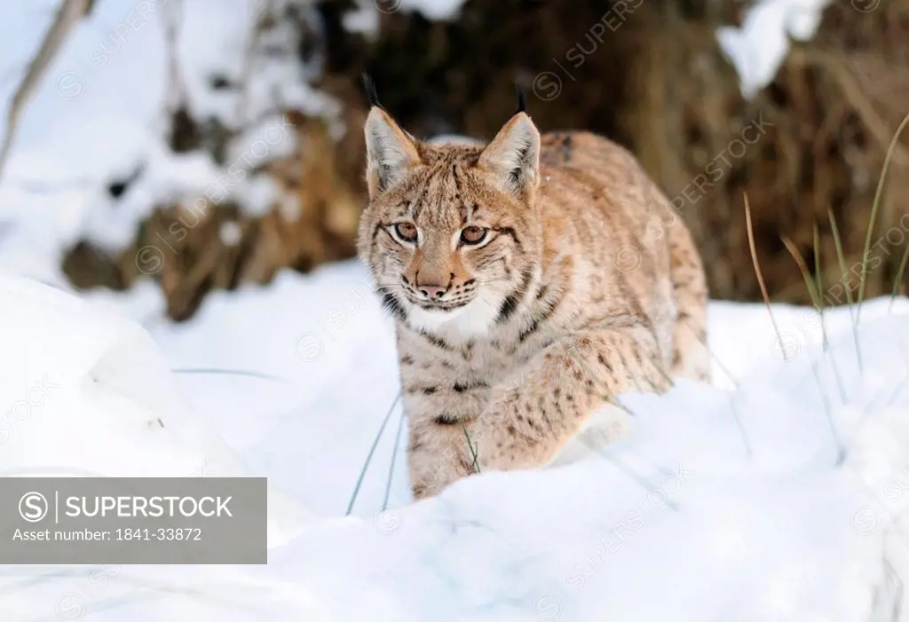Carpathian lynx Lynx lynx carpathicus in snow, Bavarian Forest National Park, Germany