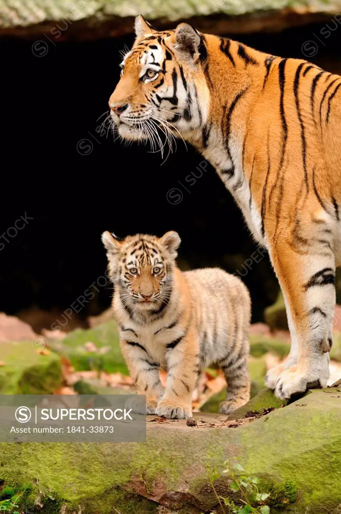 Siberian tiger Panthera tigris altaica with a cub, zoological garden of Augsburg, Germany