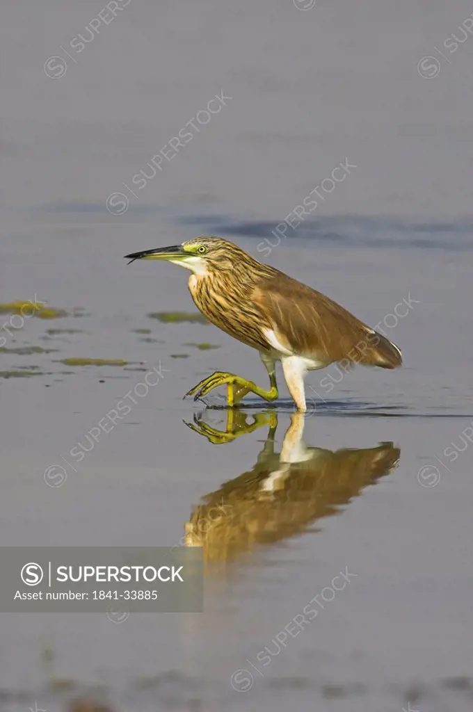Squacco Heron Ardeola ralloides in shallow water, side view