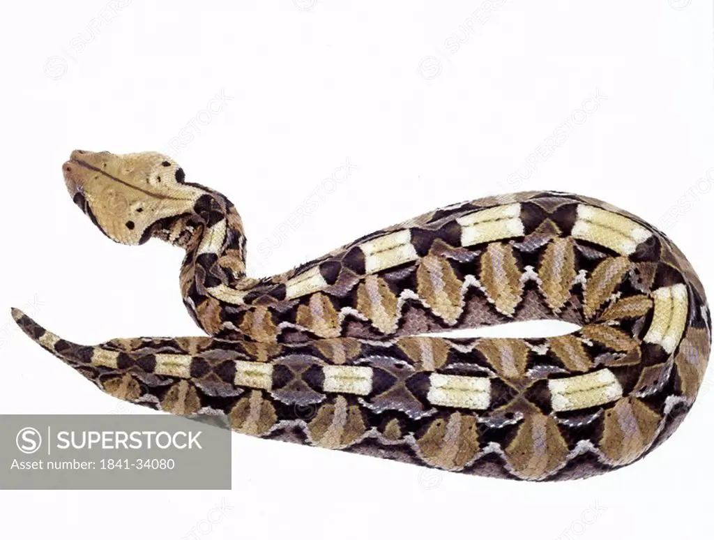 Close_up of gaboon viper on white background