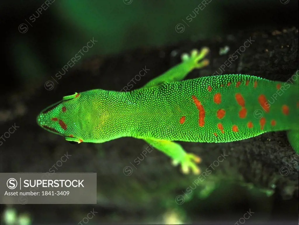 Close_up of Giant Day Gecko Phelsuma grandis in water