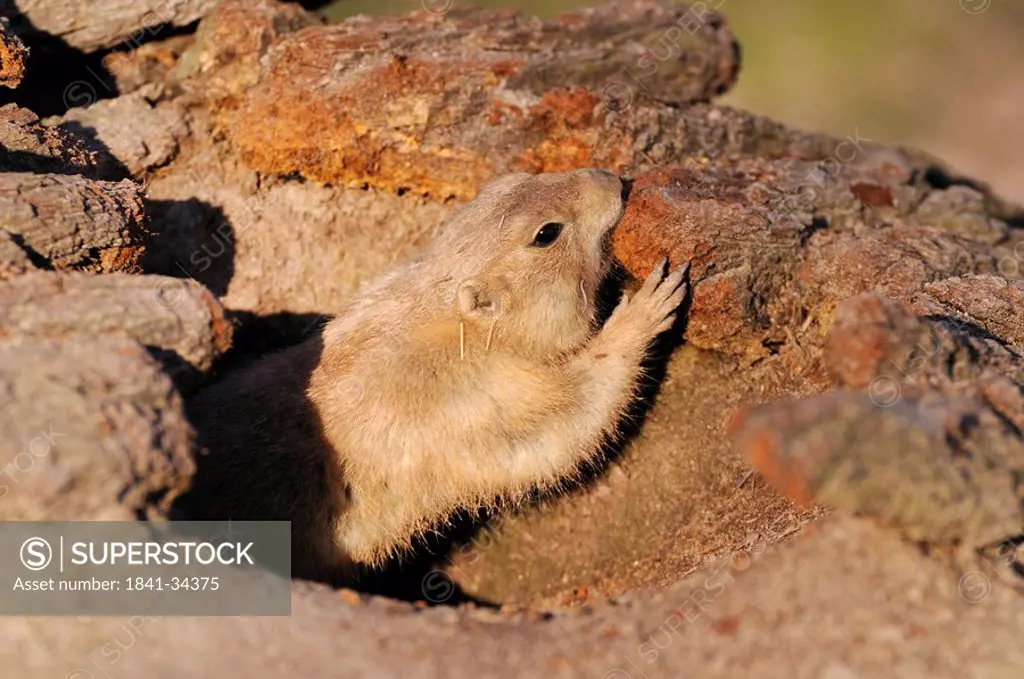 Close_up of Black_tailed Prairie dog Cynomys ludovicianus in den