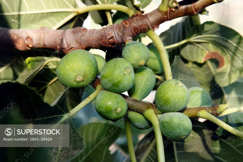 Figs at fig tree, close_up