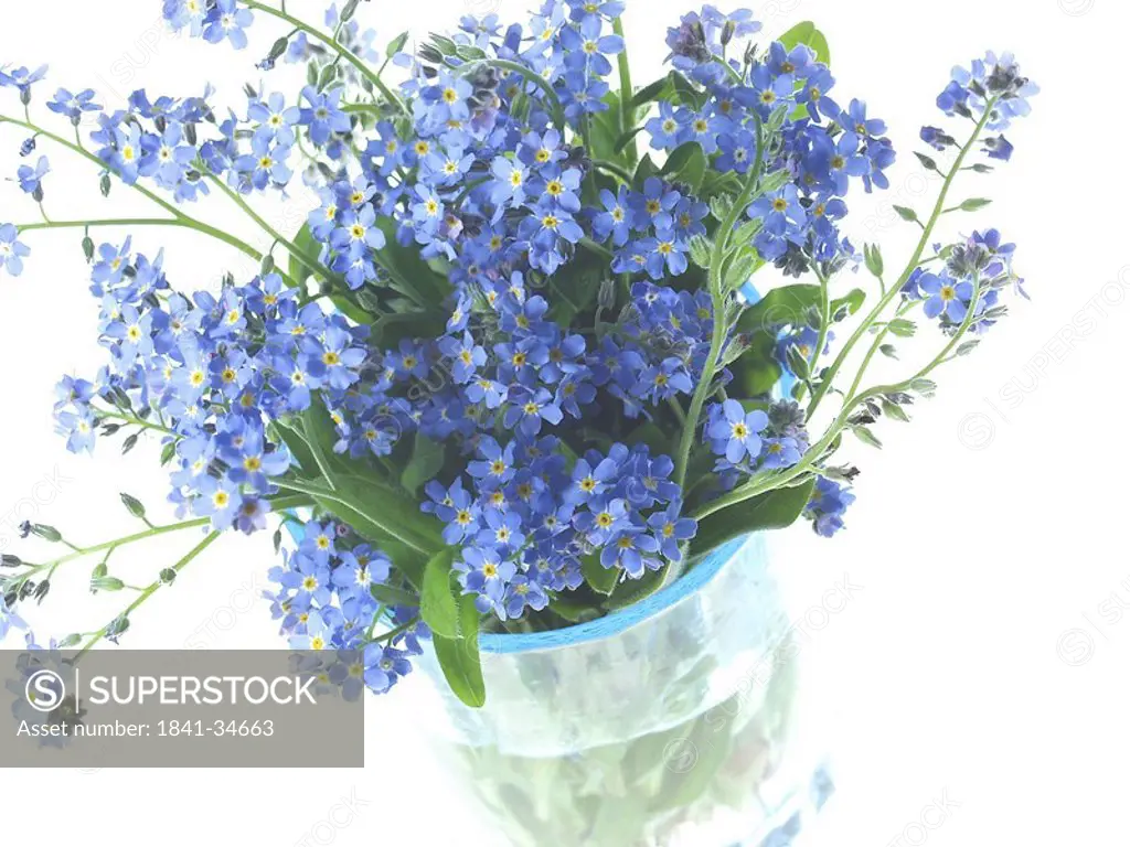 Close_up of bouquet of forget_me_not flowers
