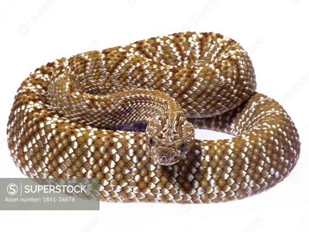 Close_up of Uracoan rattlesnake Crotalus durissus vegrandis on white background