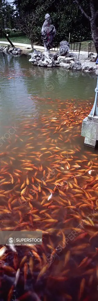 School of Goldfish Carassius Auratus swimming in water, China