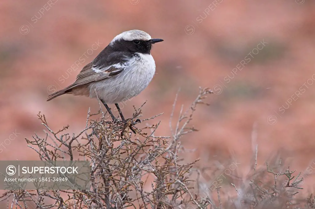 Close_up of Red_rumped Wheatear Oenanthe moesta bird perching on bush