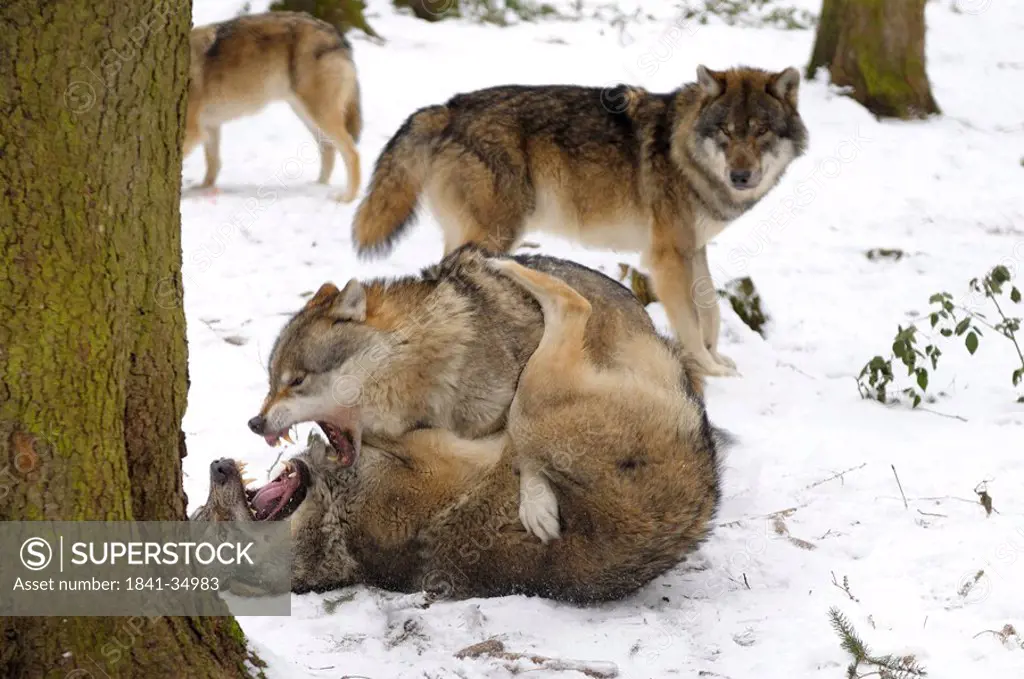 Grey wolves Canis lupus fighting in forest