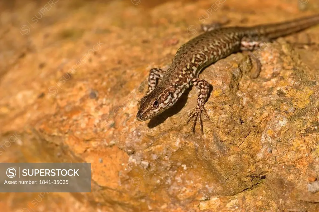 Common wall lizard, Podarcis muralis