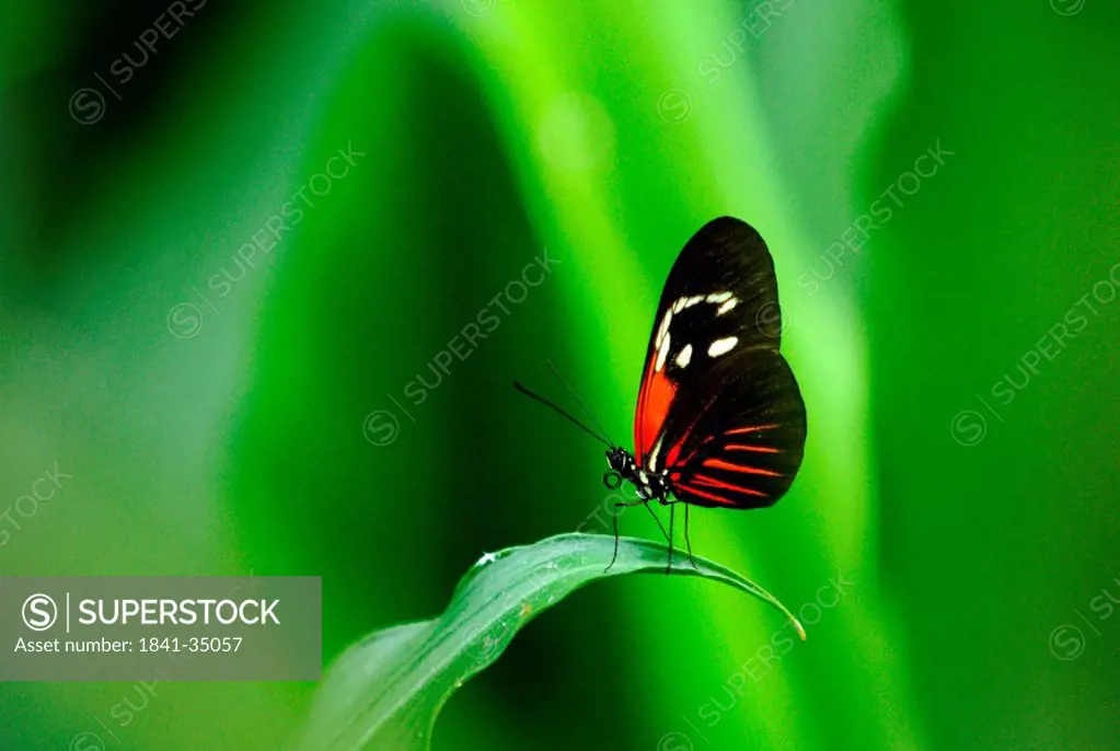 Tiger Longwing Heliconius hecale on a leaf, close_up