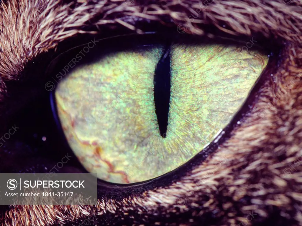 Close_up of cat´s eye