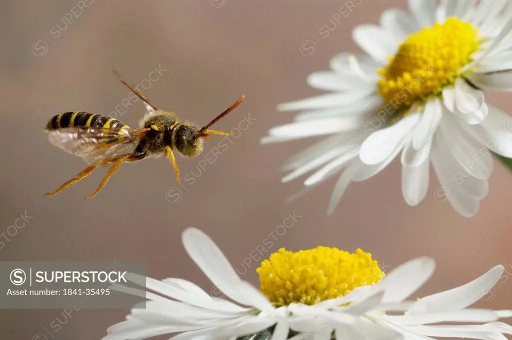 Close_up of bee flying over daisy Bellis perennis flower
