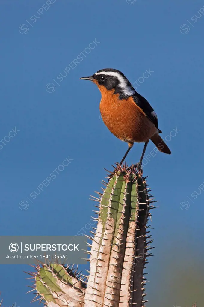 Close_up of Moussier´s Redstart Phoenicurus moussieri perching on cactus