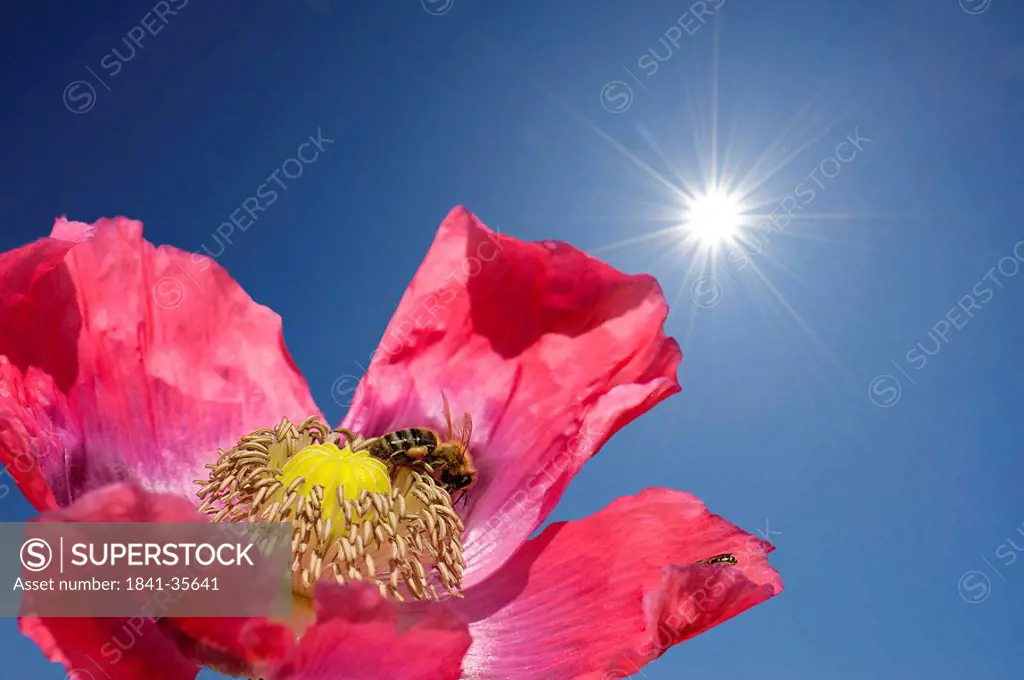 Opium poppy Papaver somniferum with honey bee in front of blue sky with corona, close_up