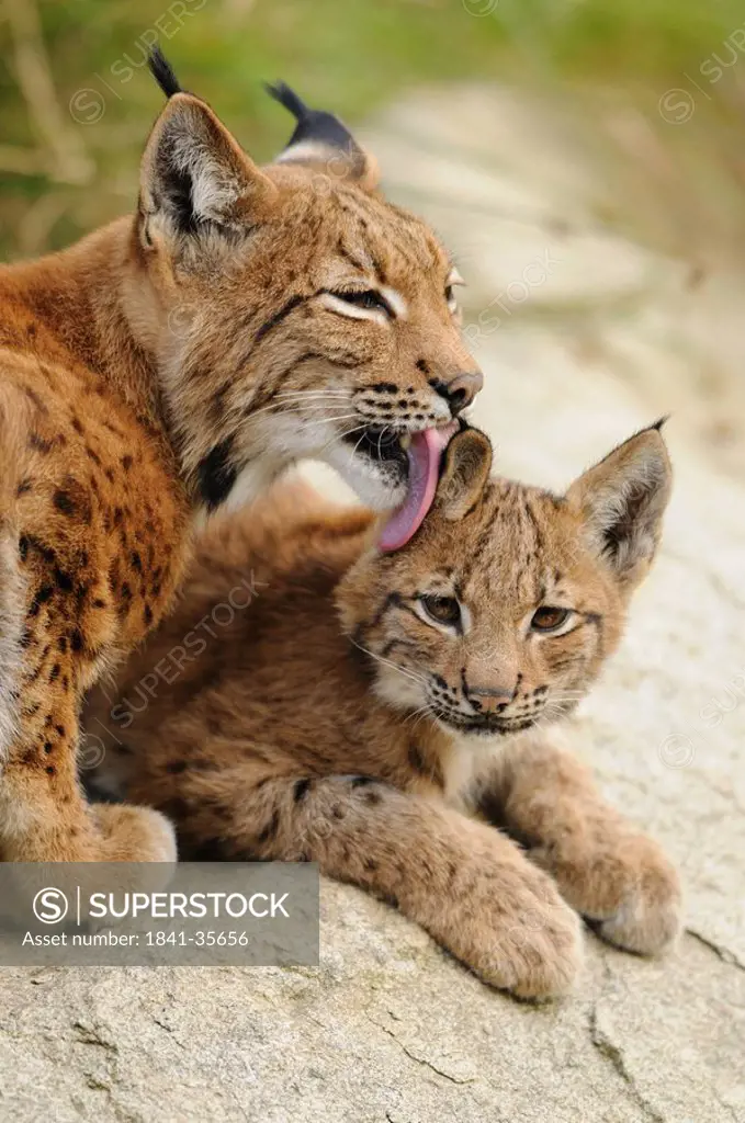 Lynx mother Lynx lynx licking her young, Bavarian Forest, Germany