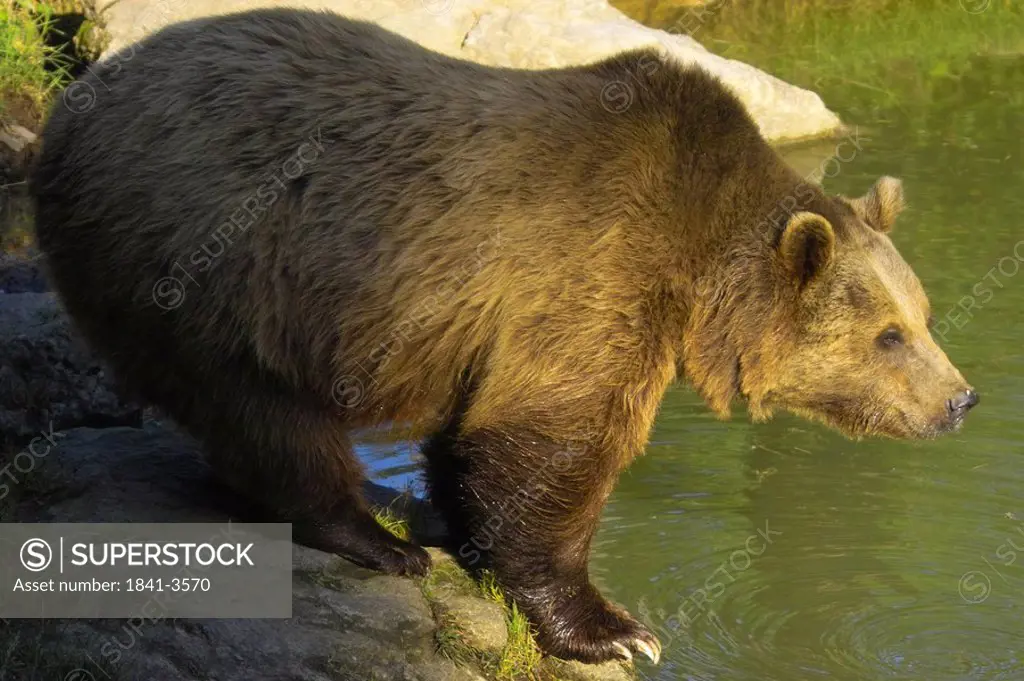 Close_up of Brown bear Ursus arctos standing on rock, Bavarian Forest National Park, Bavaria, Germany