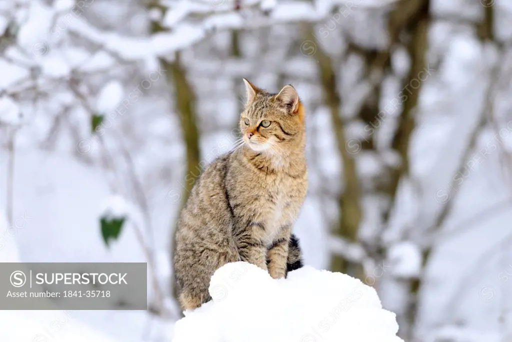 Wildcat Felis silvestris sitting in snow, Bavaria, Germany