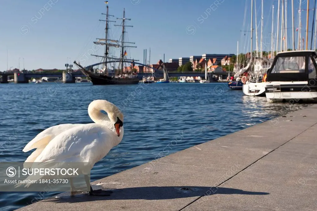 Mute swan cleaning itself, Sonderburg, Denmark