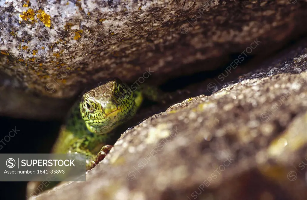 Close_up of Sand Lizard Lacerta agilis between rocks